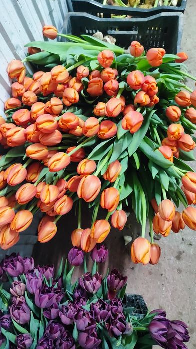 Очень красивые тюльпаны оптом