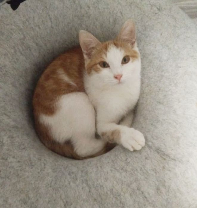 ПодРощенЫе КотЯта