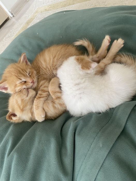 Рижий котик(мальчик)