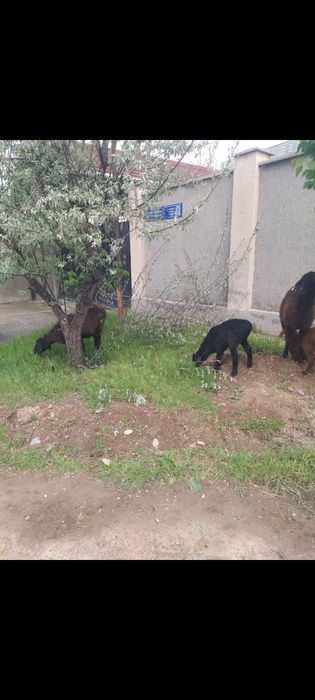 Қозылы қой 130000нан