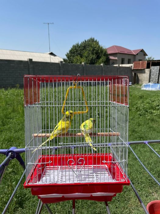 Продам пара попугай папугай