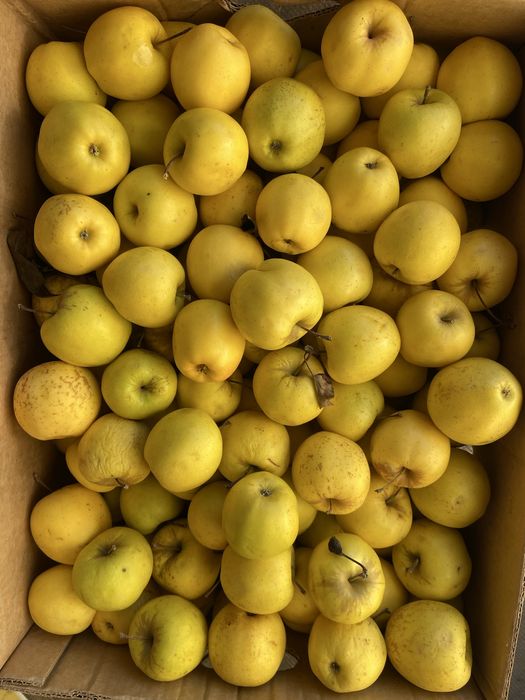 Vand mere Idared, Golden, Florina