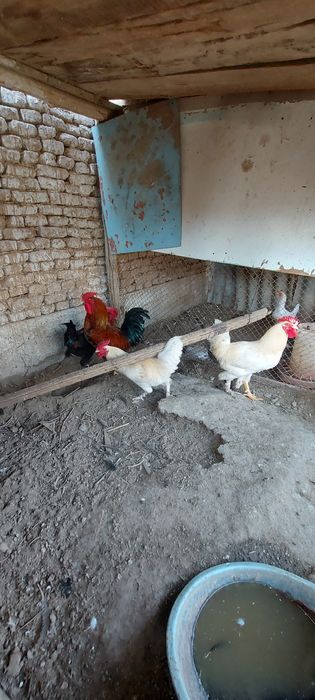 Хурозлар сотилади