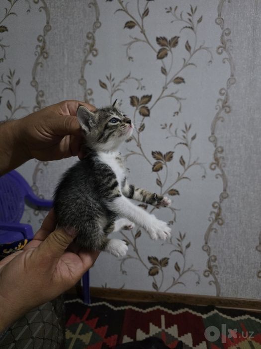 Отдам котят в добрые руки