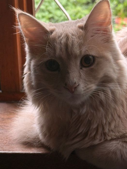 отдаем кота(ему 10 месяцев)