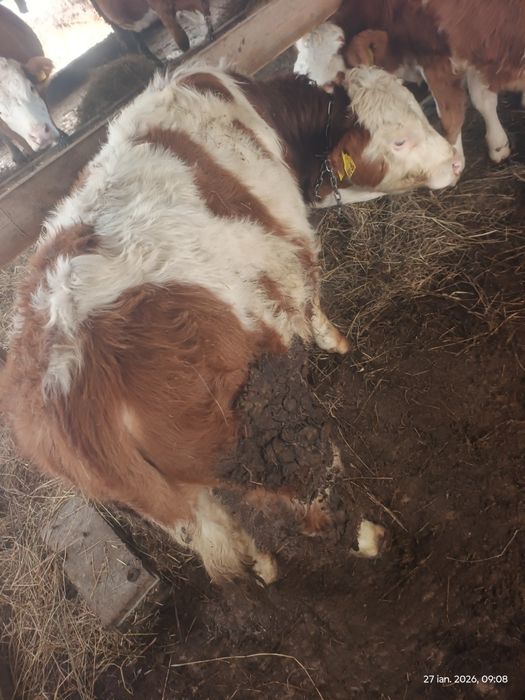 Vând 2 tauri  sănătoși si cuminți