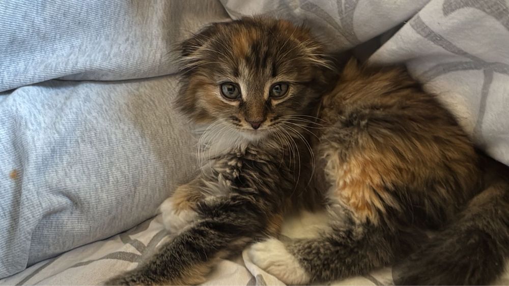 Вислоухо  кошка