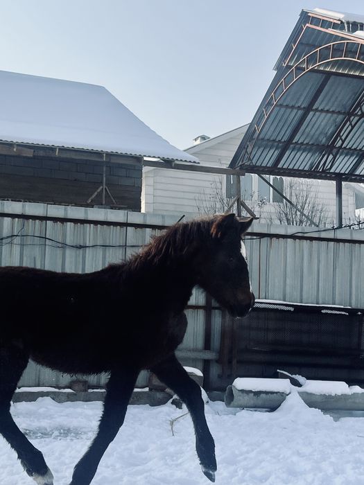 Тай байланган сатылады