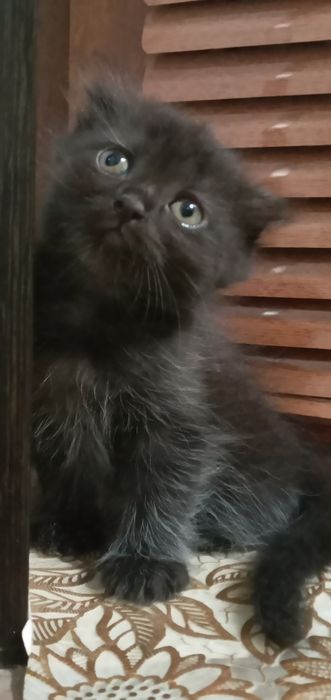 Skotish qiz  mushuk sotiladisotilasi