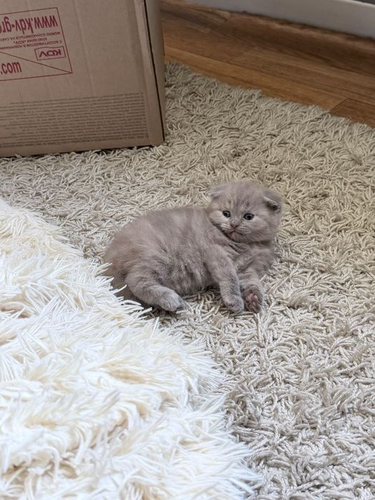 Продам породистых котят