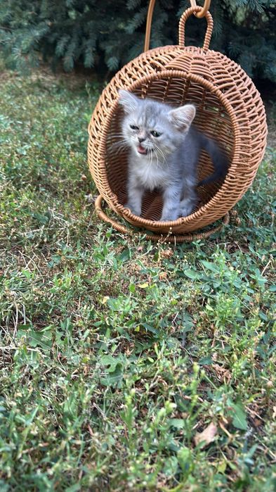 British shorthair