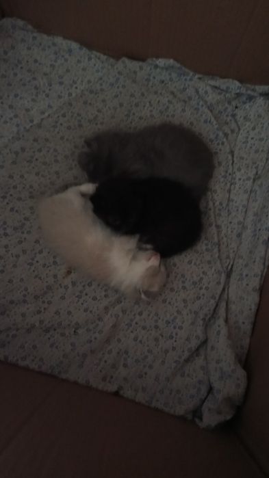 Котята отдам срочно