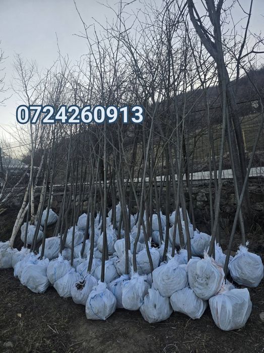 Copacii ornamentale 
Mesteacăn și tei la diferite mărimi si distribuim