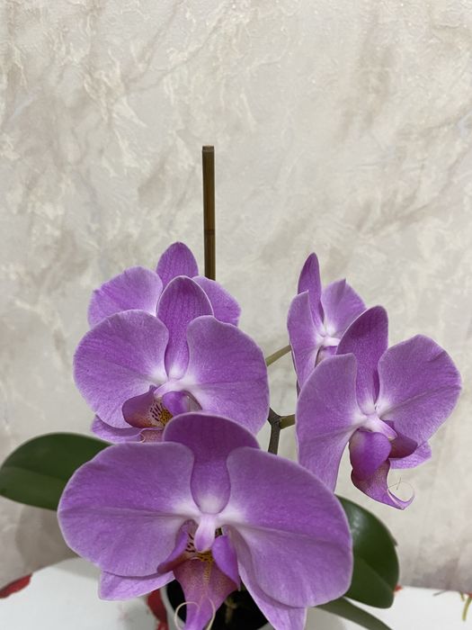 Продам Орхидею цена 6500