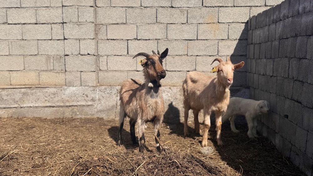 Занен ешкілер орыс