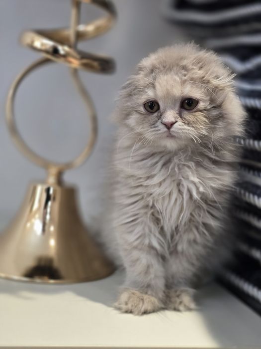 Продаётся очаровательная кошечка Scottish Fold Highland. 3-месячная.
