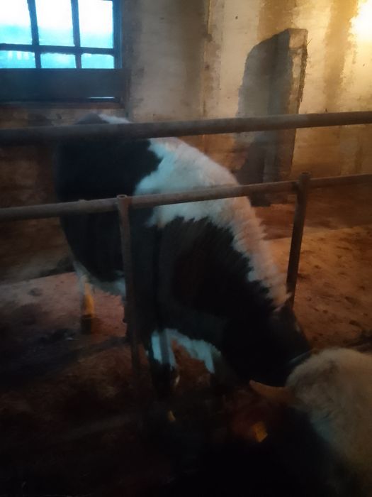 Продам телок 4штуки