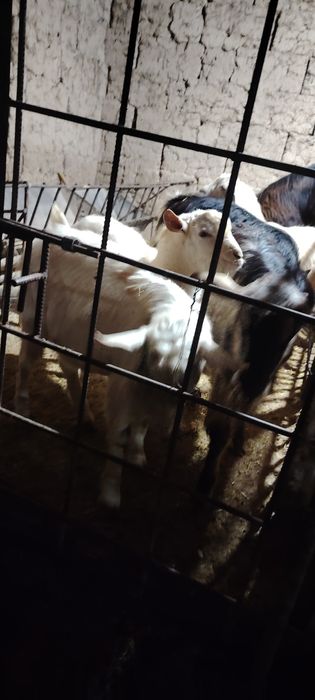 асыл тұқымды альпийски текелер