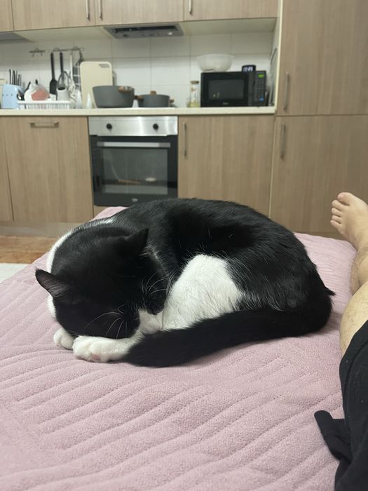 Отдадим кота бесплатно