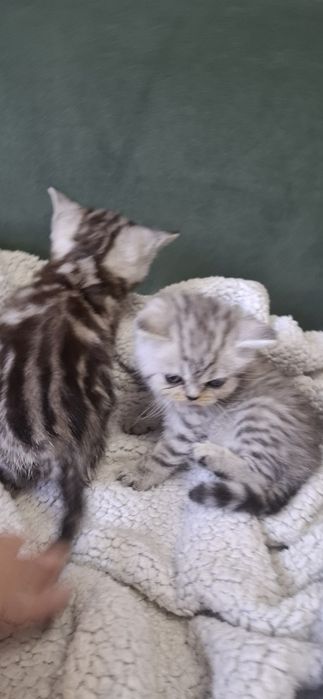 Британские котята