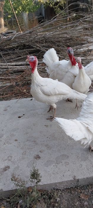 Индюки и индюшки домашние