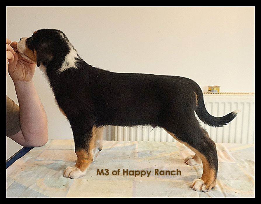 Vand Pui Greater Swiss Mountain Dog