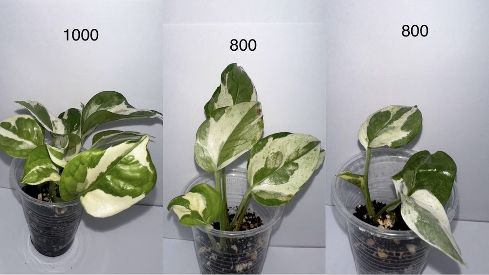 Продам черенки комнатных растений