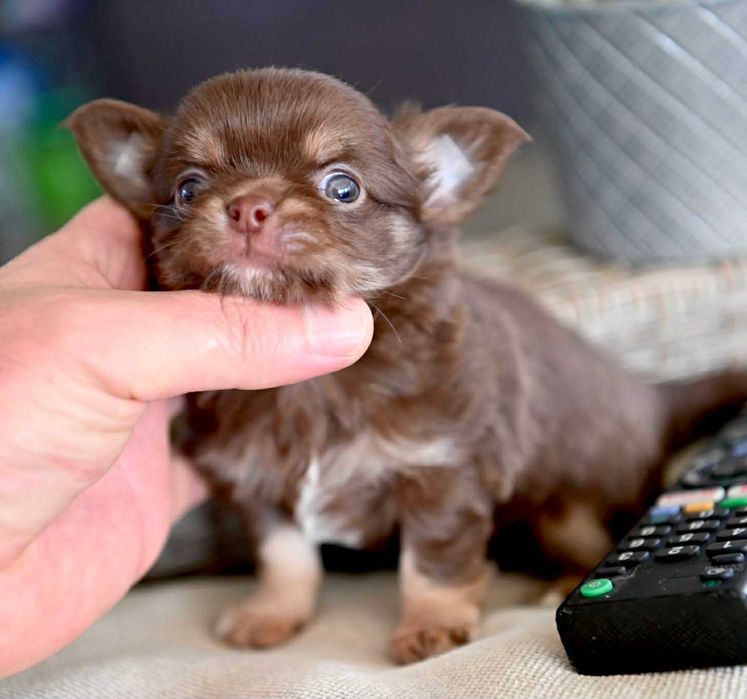 Мъжко миниатюрно дългокосместо чихуахуа шоколадов тен