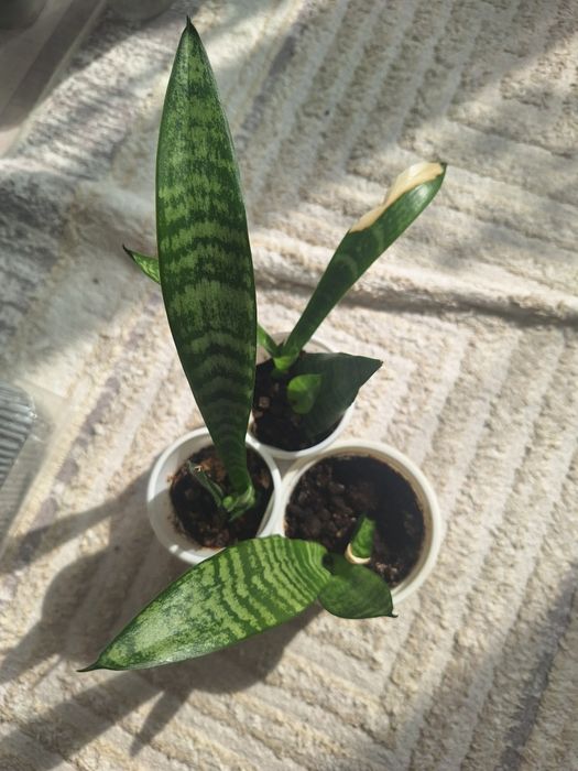 Аптения, пеперомия,Фикус,сингониум,