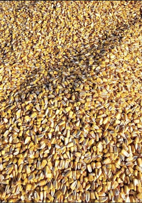 porumb boabe de vanzare la domiciliu,oriunde n tara