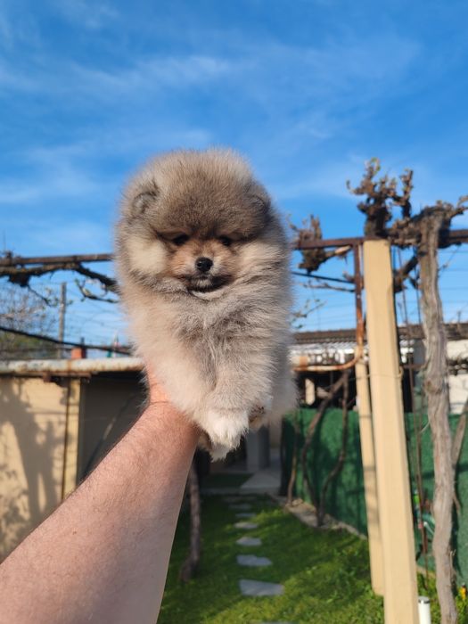 Померан мини мъжко и женско