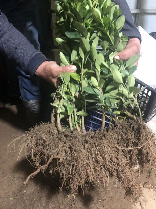 Шамшод кучатлари