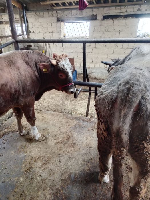 Ассалаумалейкум,бұқалар сатылады