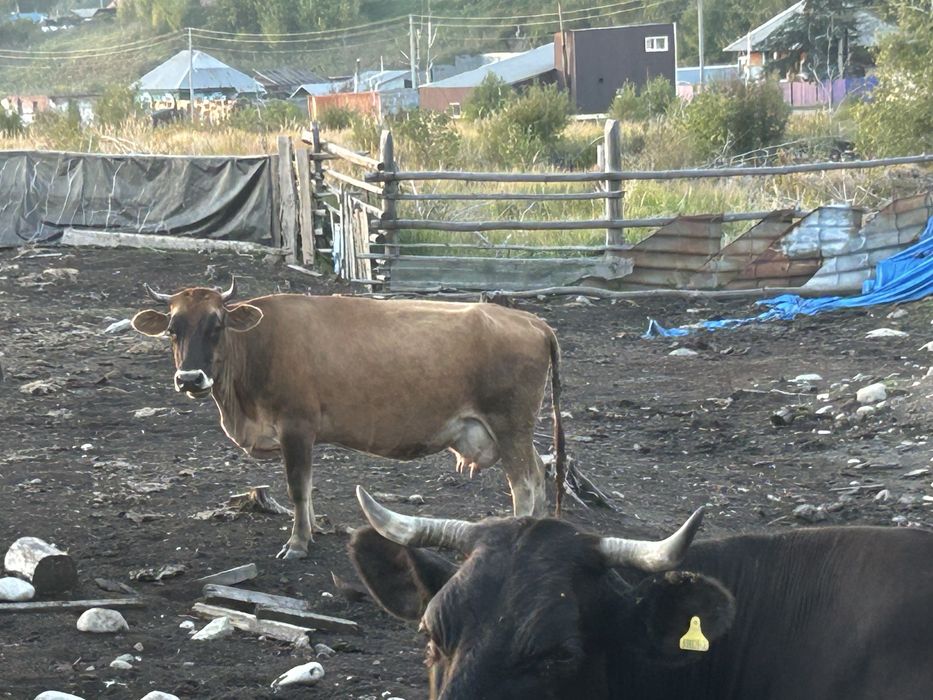 Продам Дойных коров