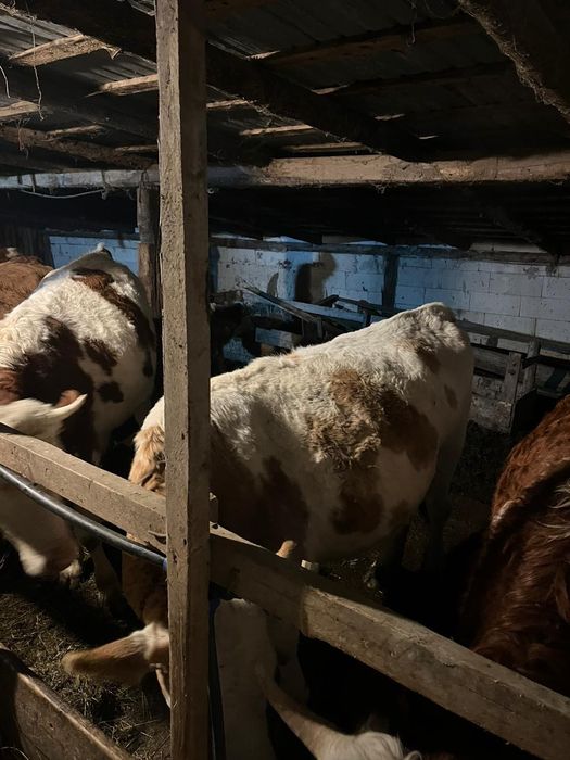 Vând vaci bălțate