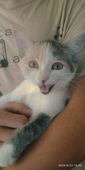 Котенок трехцветка