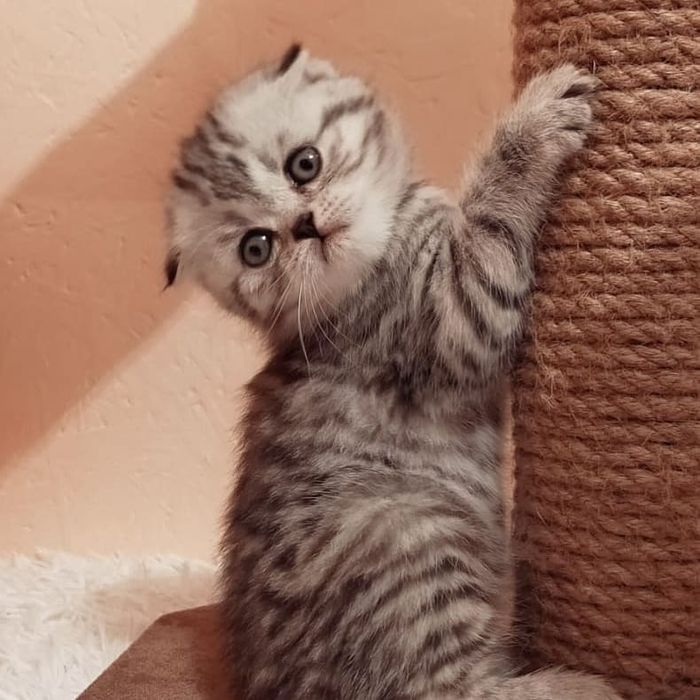 ШоТлаНдСкиЕ висЛоуХие