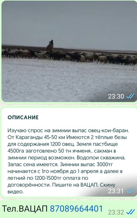 Пасу-выпас Кои баран Овец  багам.