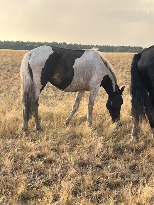 Продам Байтал село Азат