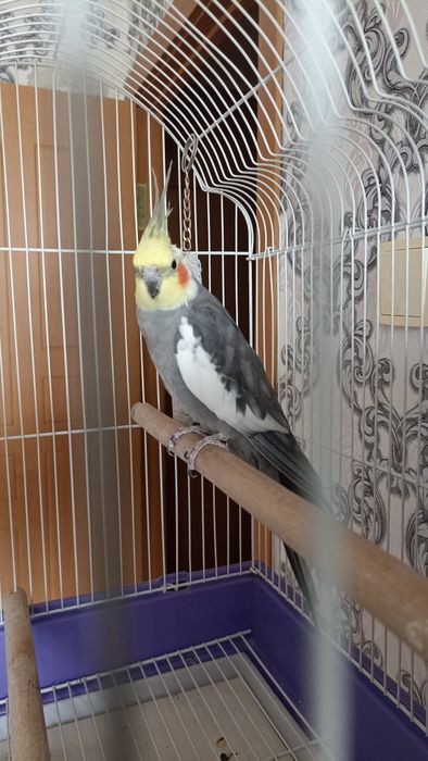 Продам попугая Корела ( мальчик)