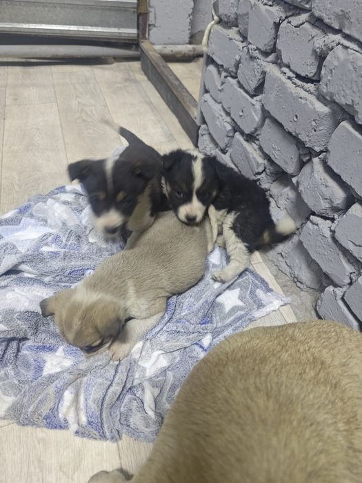 Милые девчонки ищют дом