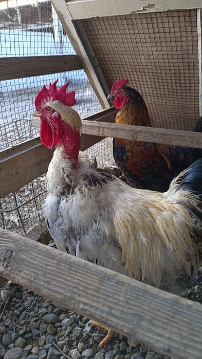 Жас қораздар сатылады