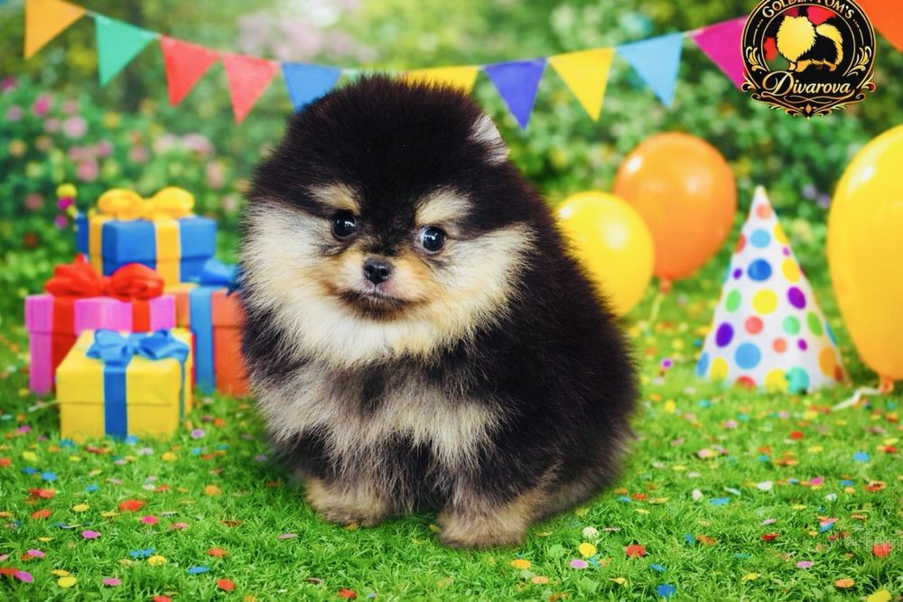 Чистокръвни Померани