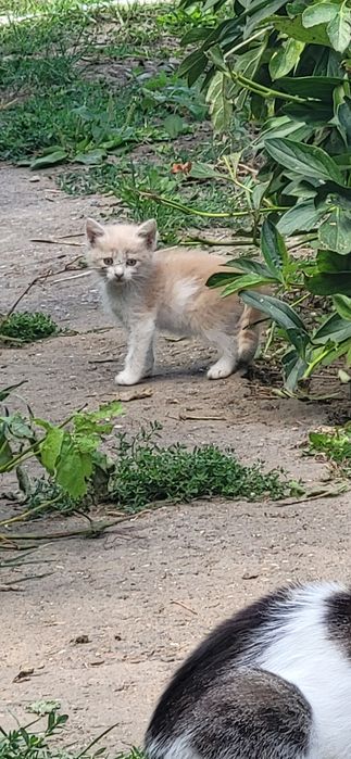 Супер котята ждут свои ручки