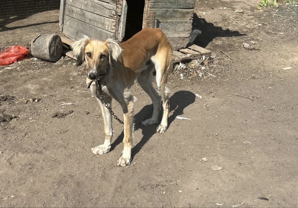 Продам собаку тазы
