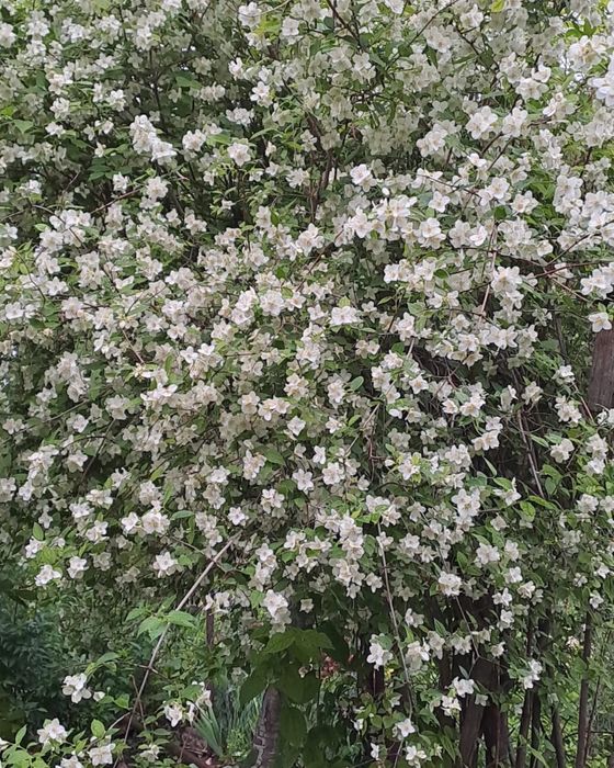 Цветы Сад Огород