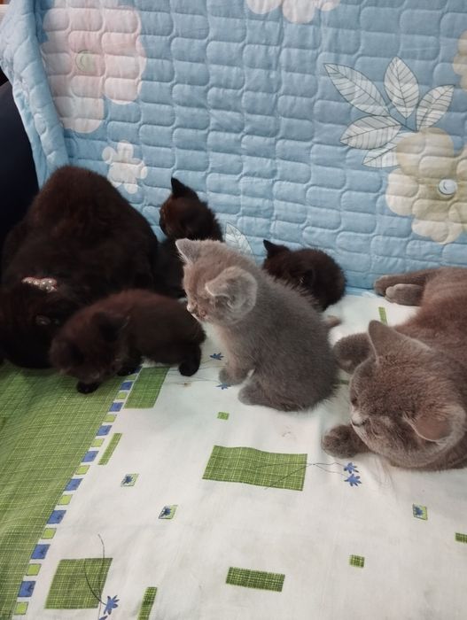 Shadland zotli ( Scottish Fold ) mushuk bolalari 2 oylik