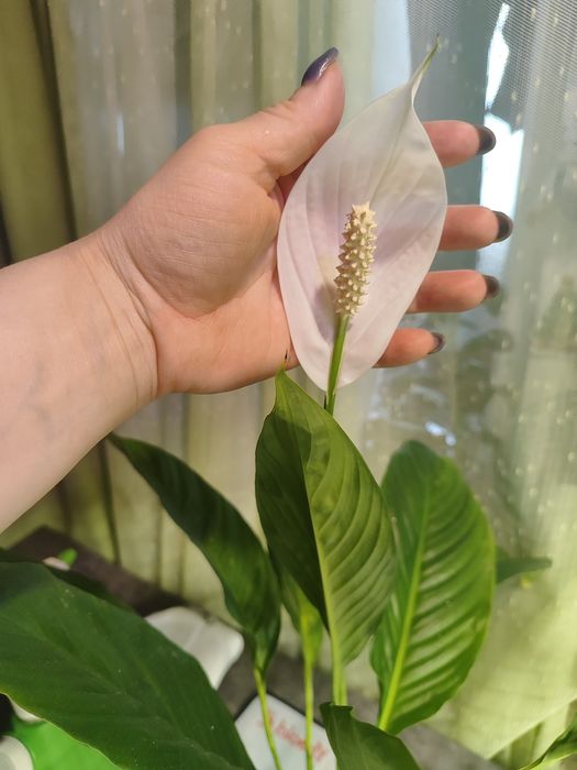 Спатифиллум «Сенсация» (Spathiphyllum Sensation)