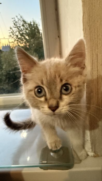 Отдам сиамского котенка