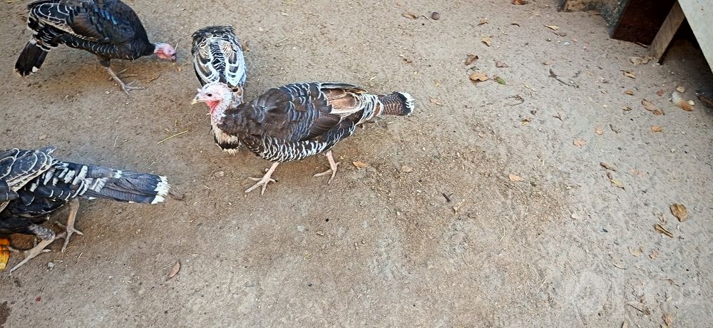 Kurka va o'rdaklar sotiladi